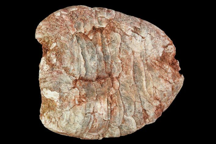 Cretaceous Fish Coprolite - Kem Kem Beds, Morocco #110149